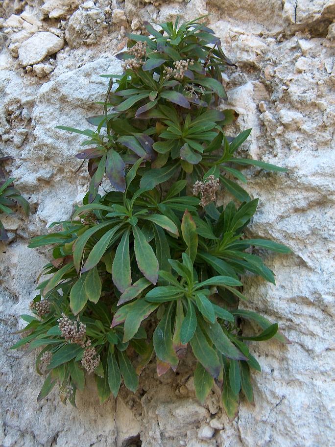Trachelium lanceolatum
